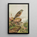 Accentor collaris - Johann Friedrich Naumann — indrammet kunstværk på væggen