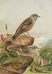 Accentor collaris - Johann Friedrich Naumann — visning af kunstværket