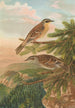 Accentor modularis Accentor montanellus - Johann Friedrich Naumann — visning af kunstværket