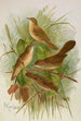 Acrocephalus agricolus Jardon Cettia cetti Marm Locustella lanceolata - Johann Friedrich Naumann — visning af kunstværket