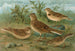 Alauda arvensis, Calandrella brachydactyla, Calandrella pispoletta - Johann Friedrich Naumann — visning af kunstværket