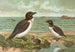 Alca torda - Johann Friedrich Naumann — visning af kunstværket