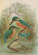 Alcedo ispida - Johann Friedrich Naumann — visning af kunstværket