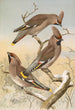 Ampelis garrulus - Johann Friedrich Naumann — visning af kunstværket