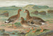 Anser albifrons - Johann Friedrich Naumann — visning af kunstværket