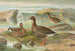 Lille and - Johann Friedrich Naumann — visning af kunstværket