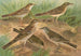 Pipit obscur Gustavi Swinhoe campestris spipoletta Richardi - Johann Friedrich Naumann — visning af kunstværket