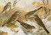 Anthus pratensis cervinus spipoletta obscurus - Johann Friedrich Naumann — visning af kunstværket