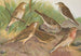 Anthus trivialis pratensis Richardi Vieillot cervinus pensilvanicus - Johann Friedrich Naumann — visning af kunstværket