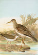 Bartramia longicauda Tringoides macularius - Johann Friedrich Naumann — visning af kunstværket