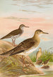 Bartramia longicauda Tringoides macularius Tryngites rufescens - Johann Friedrich Naumann — visning af kunstværket
