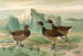 Branta bernicla - Johann Friedrich Naumann — visning af kunstværket
