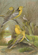 Budytes citreolus Budytes campestris - Johann Friedrich Naumann — visning af kunstværket