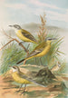 Budytes flavus - Johann Friedrich Naumann — visning af kunstværket