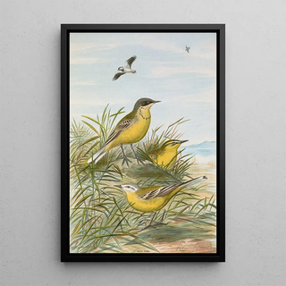 Johann Friedrich Naumann - Budytes taivanus Swinhoe Budytes flavus beema Sykes Budytes flavus borealis.webp