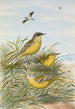 Budytes taivanus Swinhoe Budytes flavus beema Sykes Budytes flavus borealis - Johann Friedrich Naumann — visning af kunstværket