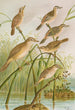 Calamodus schoenobaenus aquaticus arundinaceus - Johann Friedrich Naumann — visning af kunstværket