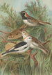 Calcarius lapponicus Plectrophenax nivalis - Johann Friedrich Naumann — visning af kunstværket