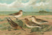 Calidris arenaria Limicola platyrhynchа - Johann Friedrich Naumann — visning af kunstværket