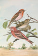 Carpodacus erythrinus Pall Carpodacus roseus - Johann Friedrich Naumann — visning af kunstværket