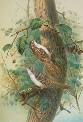 Johann Friedrich Naumann - Certhia familiaris Certhia familiaris brachydactyla.webp