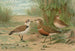 Charadrius alexandrinus Charadrius morinellus - Johann Friedrich Naumann — visning af kunstværket