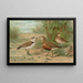 Charadrius alexandrinus Charadrius morinellus - Johann Friedrich Naumann — indrammet kunstværk på væggen
