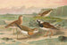 Charadrius asiaticus Arenaria interpres - Johann Friedrich Naumann — visning af kunstværket