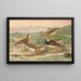 Charadrius asiaticus Arenaria interpres - Johann Friedrich Naumann — indrammet kunstværk på væggen