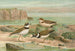 Charadrius dubius Scop - Johann Friedrich Naumann — visning af kunstværket