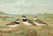 Charadrius hiaticula - Johann Friedrich Naumann — visning af kunstværket