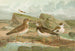 Charadrius morinellus Arenaria interpres Charadrius alexandrinus - Johann Friedrich Naumann — visning af kunstværket