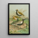 Charadrius pluvialis Charadrius squatarola - Johann Friedrich Naumann — indrammet kunstværk på væggen