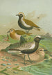 Charadrius pluvialis Charadrius squatarola - Johann Friedrich Naumann — visning af kunstværket