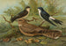Hirondelle de fenêtre Engoulevent d'Égypte Lichtenstein - Johann Friedrich Naumann — visning af kunstværket