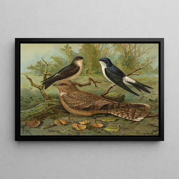 Johann Friedrich Naumann - Chelidonaria urbica Caprimulgus aegyptius Lichtenstein.webp