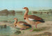 Chenalopex aegyptiacus - Johann Friedrich Naumann — visning af kunstværket