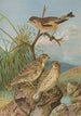 Chloris sinica Passer petronius - Johann Friedrich Naumann — visning af kunstværket