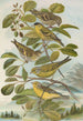 Chrysomitris spinus Chrysomitris citrinella Chrysomitris corsicanus - Johann Friedrich Naumann — visning af kunstværket