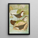 Cinclus cinclus aquaticus Cinclus cinclus Cinclus Pallasi Temm - Johann Friedrich Naumann — indrammet kunstværk på væggen
