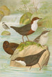 Cinclus cinclus aquaticus Cinclus cinclus Cinclus Pallasi Temm - Johann Friedrich Naumann — visning af kunstværket