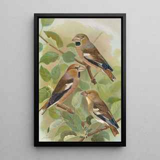 Johann Friedrich Naumann - Coccothraustes coccothraustes.webp