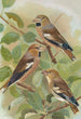 Coccothraustes coccothraustes - Johann Friedrich Naumann — visning af kunstværket