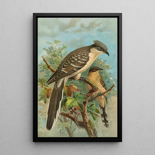 Johann Friedrich Naumann - Coccystes glandarius.webp