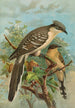 Coccystes glandarius - Johann Friedrich Naumann — visning af kunstværket
