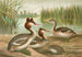 Podiceps cristatus, den gråhovedet and - Johann Friedrich Naumann — visning af kunstværket