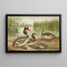 Podiceps cristatus, den gråhovedet and - Johann Friedrich Naumann — indrammet kunstværk på væggen