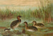 Colymbus fluviatilis Tunst, lille gråand - Johann Friedrich Naumann — visning af kunstværket