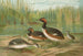 Colymbus nigricollis Brehm, Grèbe à cou noir - Johann Friedrich Naumann — visning af kunstværket