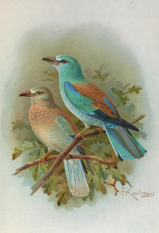 Johann Friedrich Naumann - Coracias garrula.webp